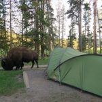 bison by the tent